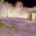 Pavillon steht in lila eingefärbter Natur