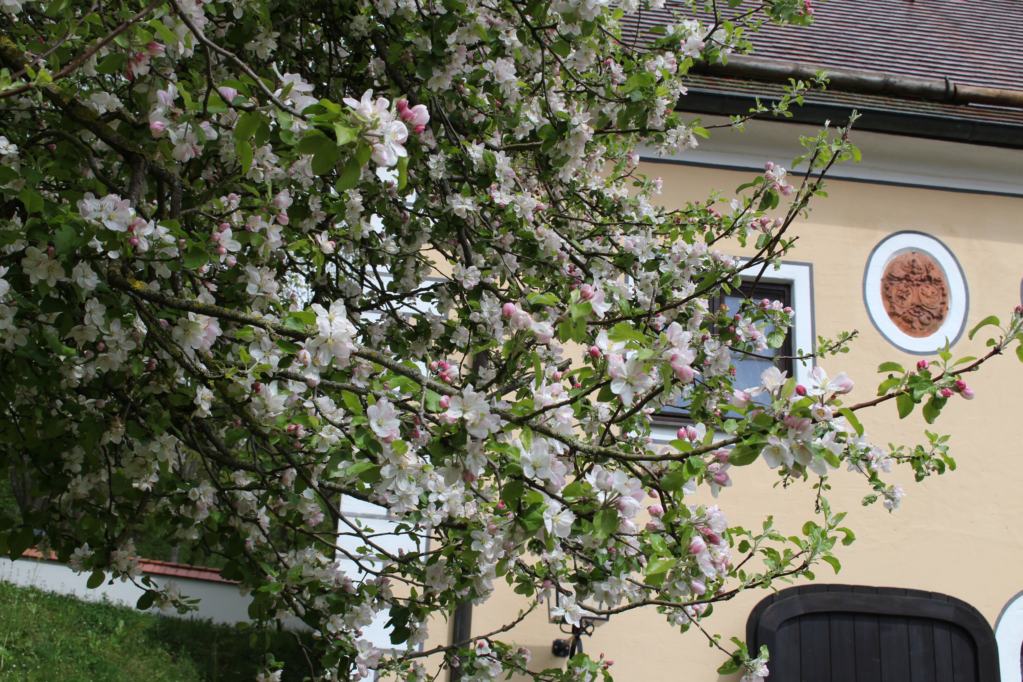 Blühender Apfelbaum vor der Schwäbischen Galerie