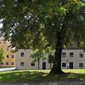 Kastanienbaum vor Museumsgebäuden