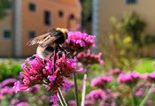 Veranstaltung: 18. Oberschönenfelder Kräutersommer – Naturkosmetik mit bunten Blüten