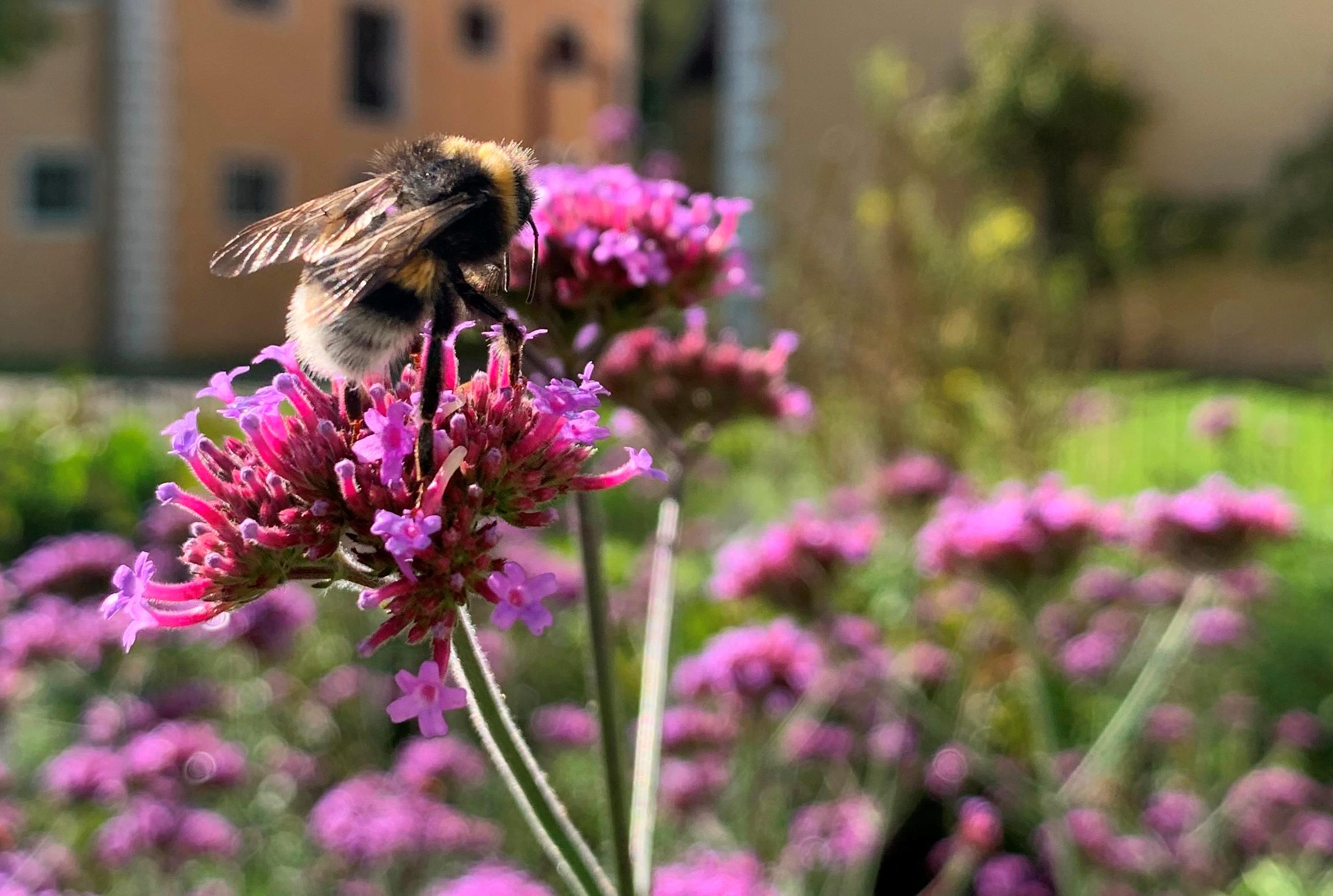 Wilde Herbstfrüchte genießen