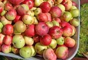 Familienführung: Von der Streuobstwiese ins Glas