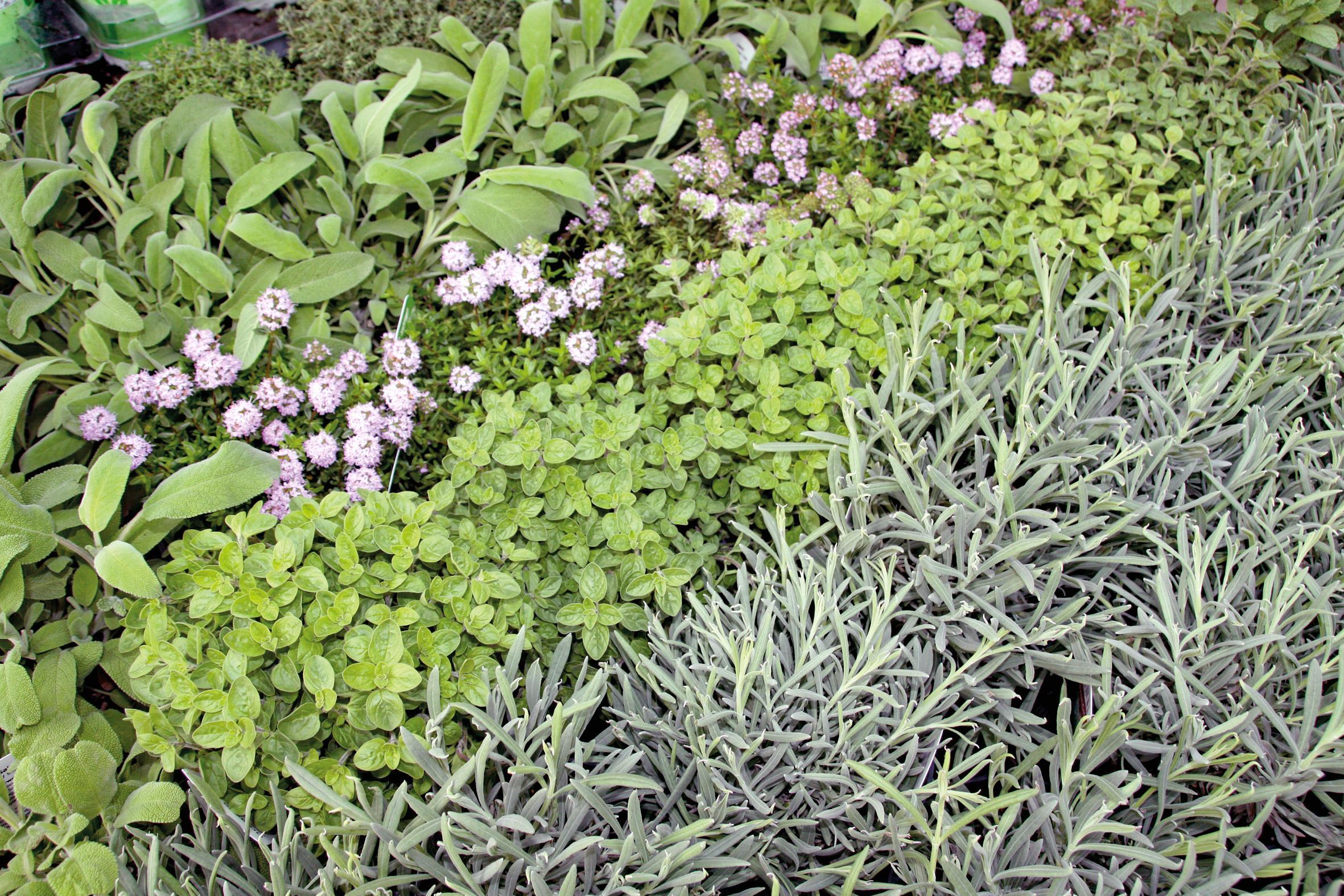 Beet mit verschiedenen Kräutern in Reihen