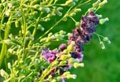 Kräutersommer: Drei Veranstaltungen im Juni