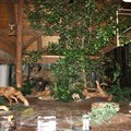 Naturpark-Haus Diorama