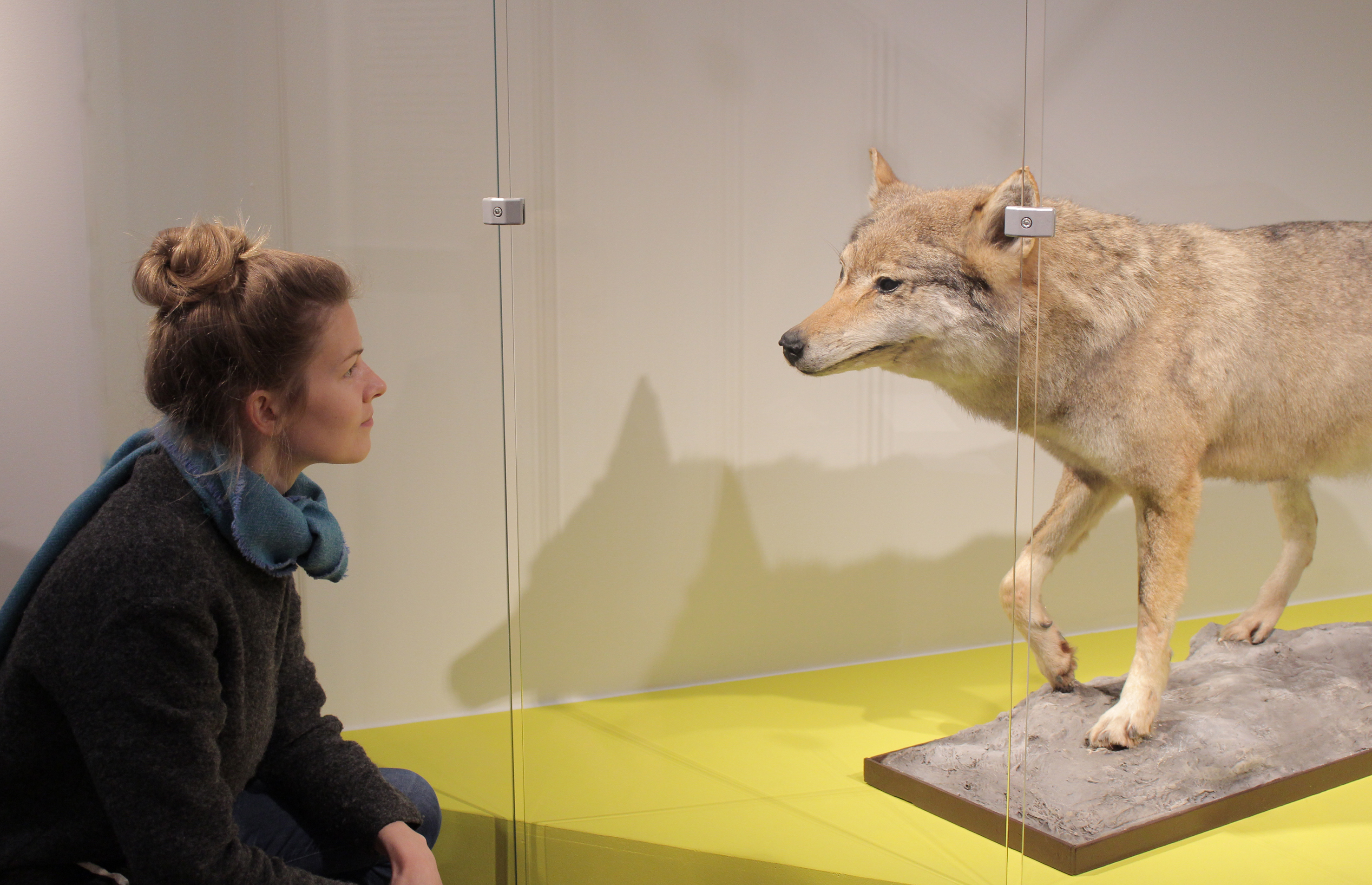 „Mensch trifft Wolf“ aus der Ausstellung „Zum Fressen gern? Tiere und ihre Menschen“.
