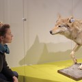 „Mensch trifft Wolf“ aus der Ausstellung „Zum Fressen gern? Tiere und ihre Menschen“.