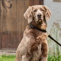 Blindenführhund