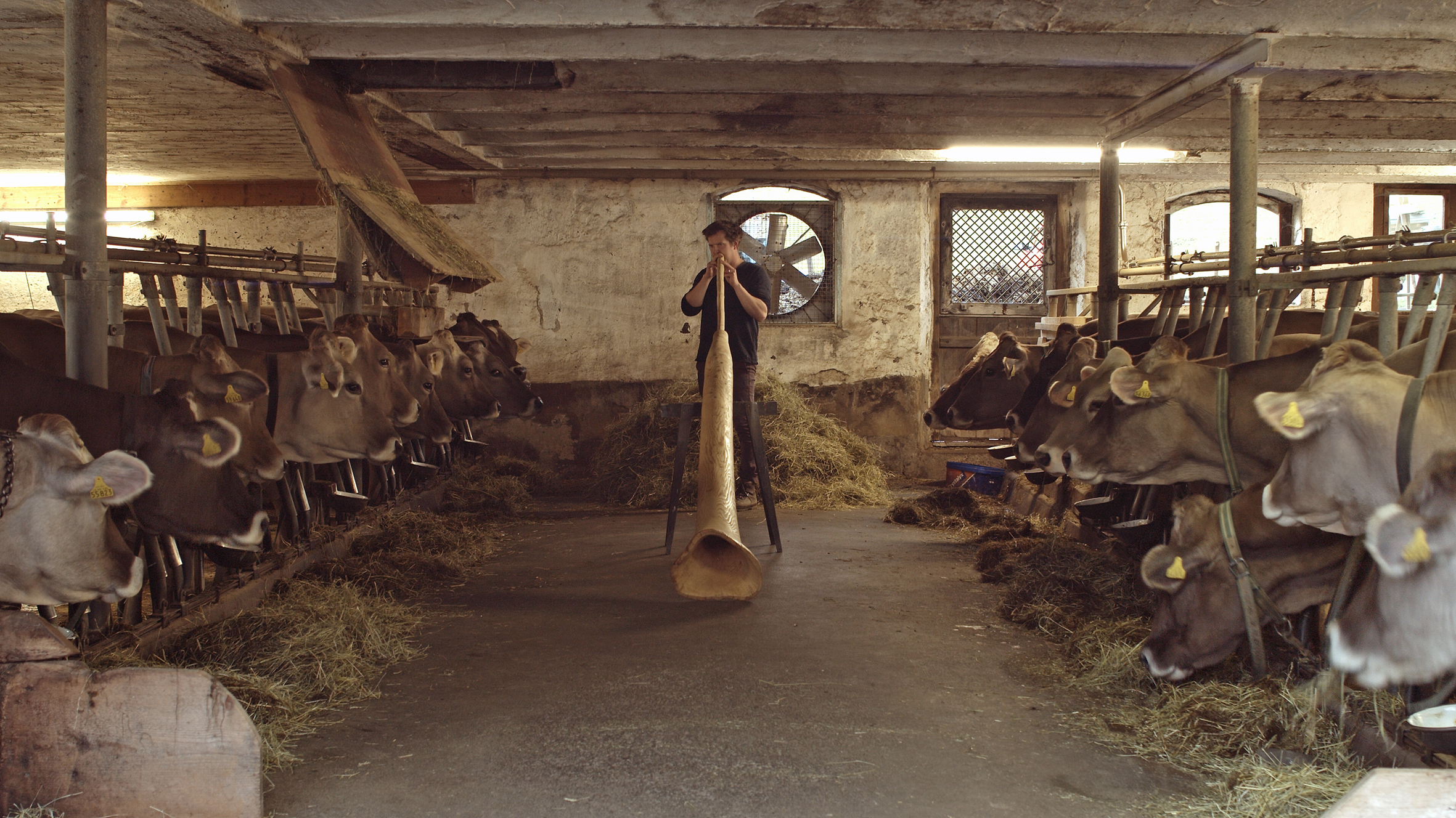 Gasse im Kuhstall mit Kuhköpfen links und rechts und Alphornspieler in der Mitte