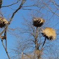 Distel im Museumsgarten