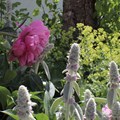 Garten im Sommer
