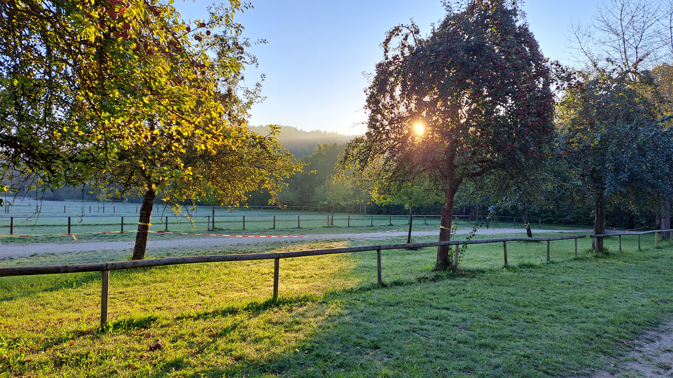 Es darf geerntet werden: Apfelbäume mit gelbem Band in Oberschönenfeld
